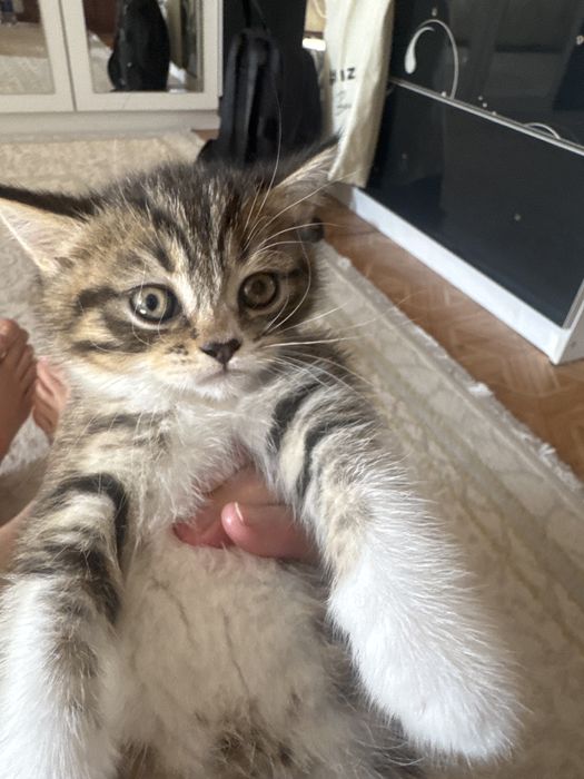 Котенок тегин бериледи