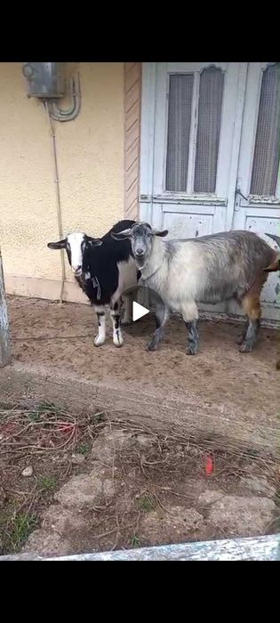 Vand o capra si 2 tapi