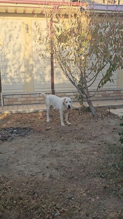 Предлагается мощный кобель для вязки