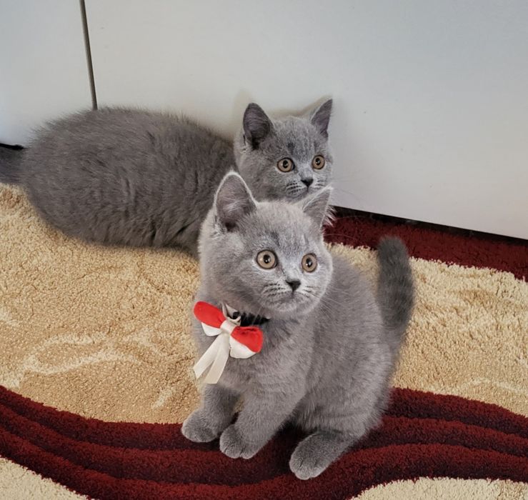 British shorthair blue