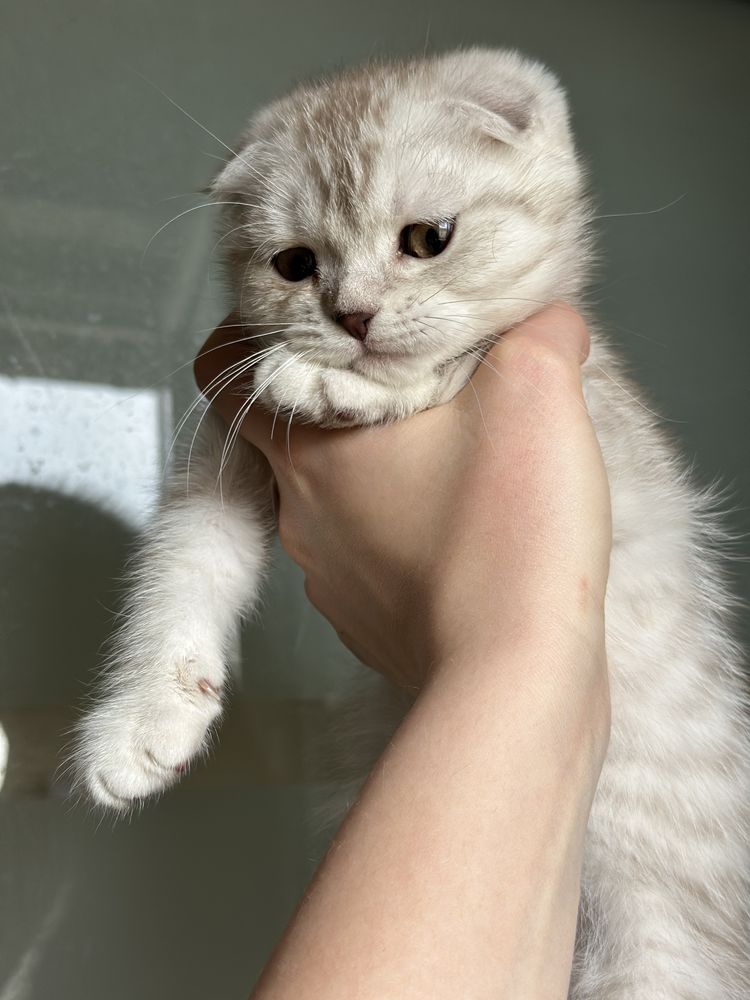 British si Scotish shorthair