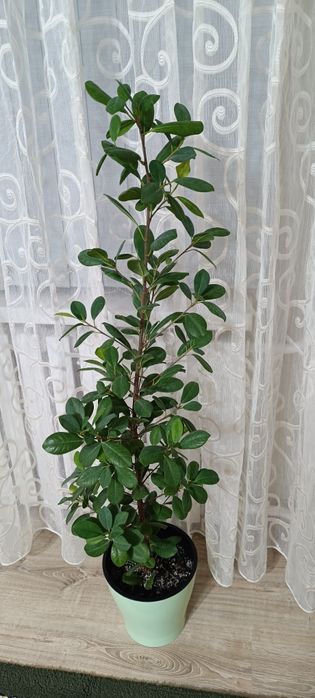 Растения  для дома и офиса
