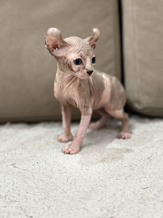 Котята эльфики готовы к переезду в новый дом.