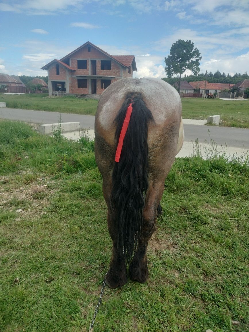 Vând mânza ardeneză de doi ani cu ochi de Polonia
