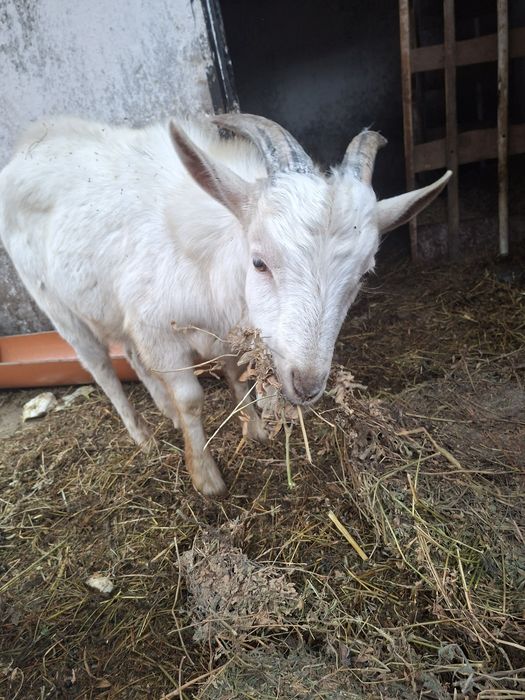 Ieduțe din rasa boer și un țap rasa saanen    1500 toate tre