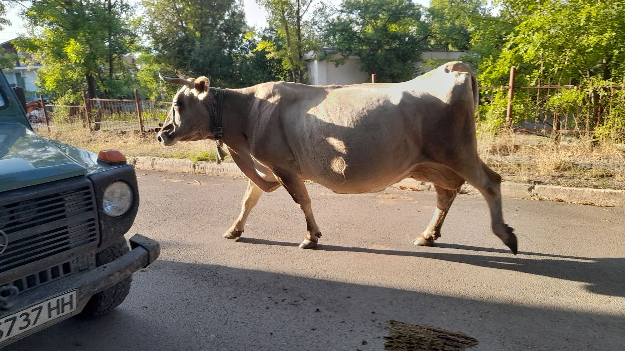 Продавам две дойни крави, преди отелване