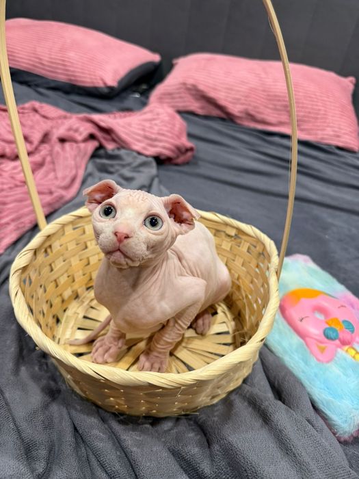 Сфинксы левкой и эльф