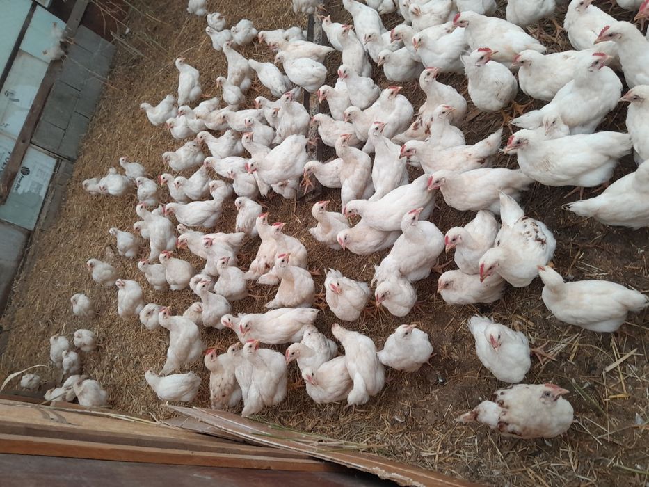 Vând pui de rasă mixtă