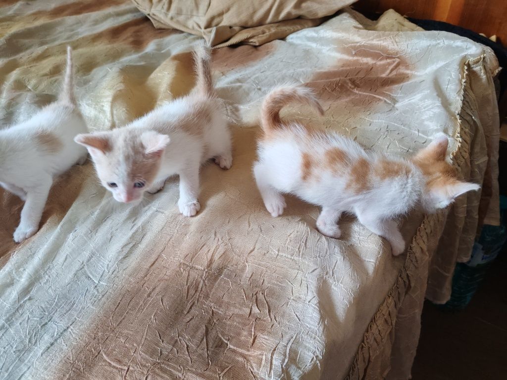 Подаряват се  котета