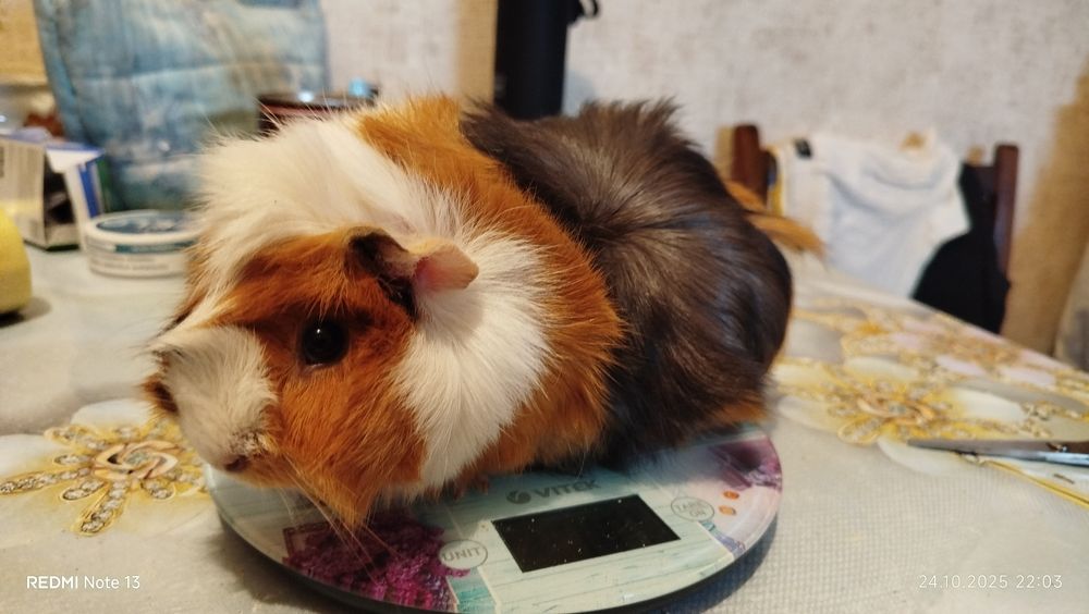 Морские свинки домашние