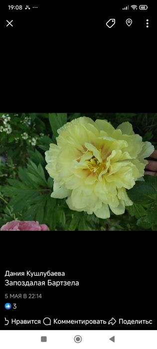 Пион Ито гибрид Барзелла