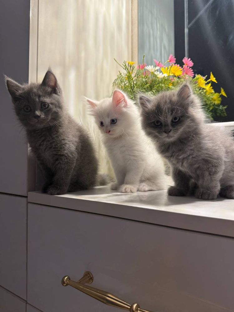 Мама кошка с котатями , 1 девочка 2 мальчик