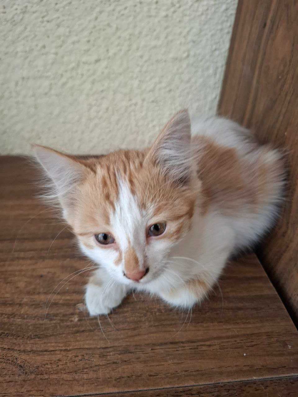 отдам котят в хорошие руки, к лотку приучены
