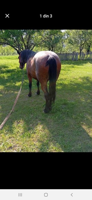 Vând iapa 6 ani foarte frumos