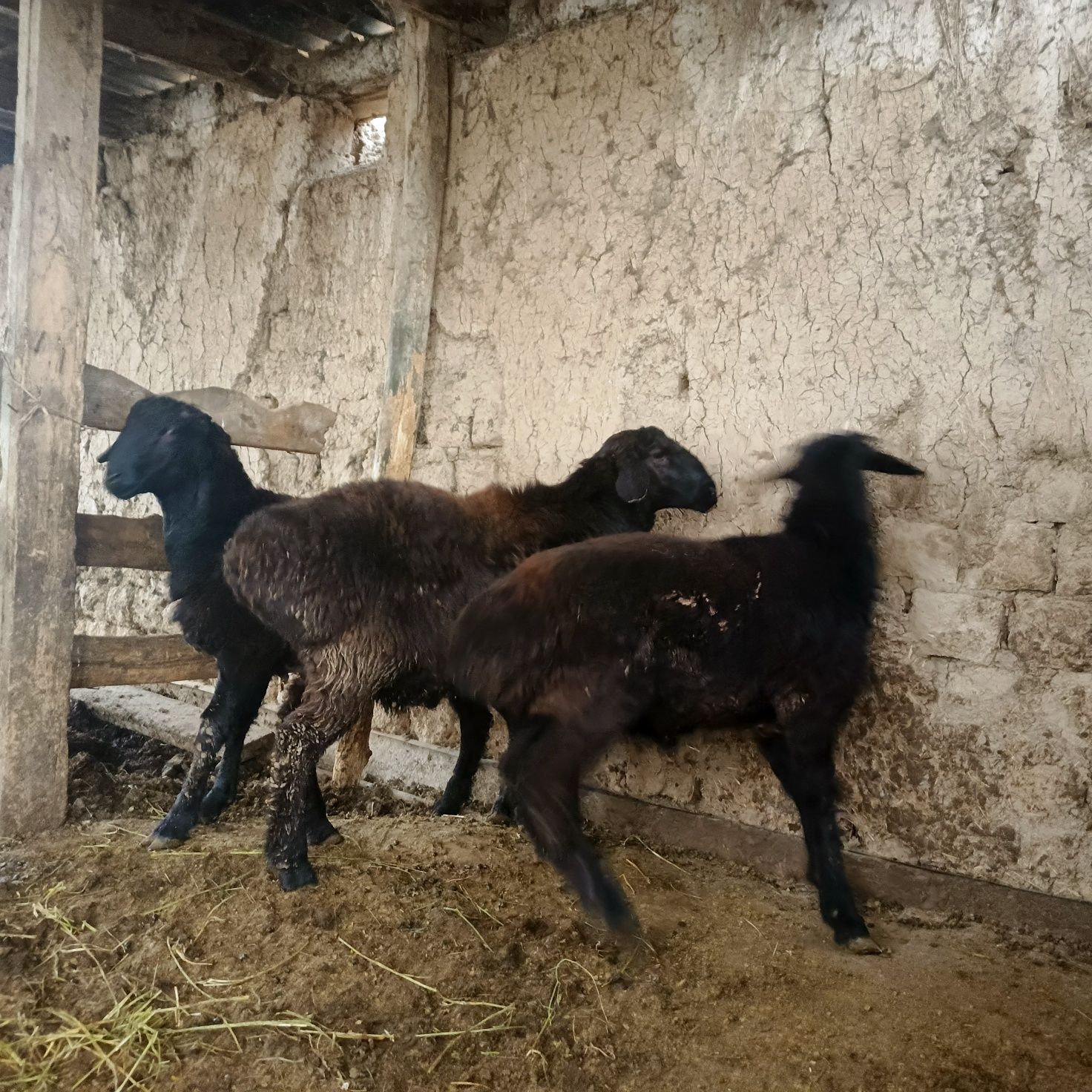 Qozi qochqorla zoridan