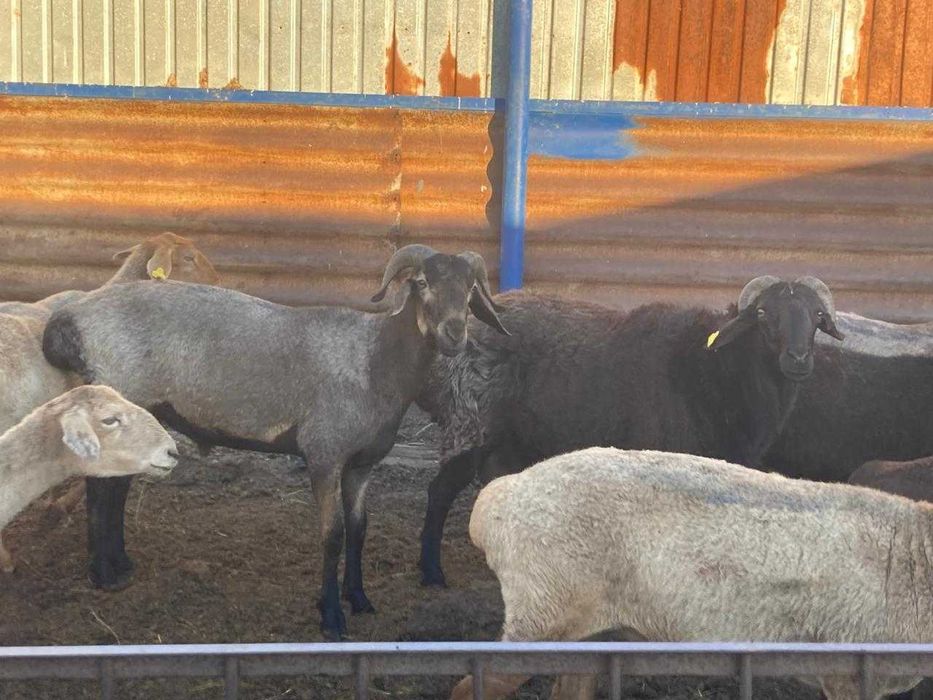Кошкар  Баран На Продажу