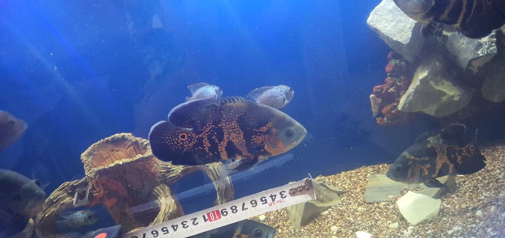 Продаются рыбки аквариумные