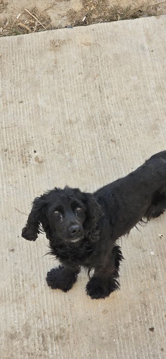 Отдам собаку в добрые руки.