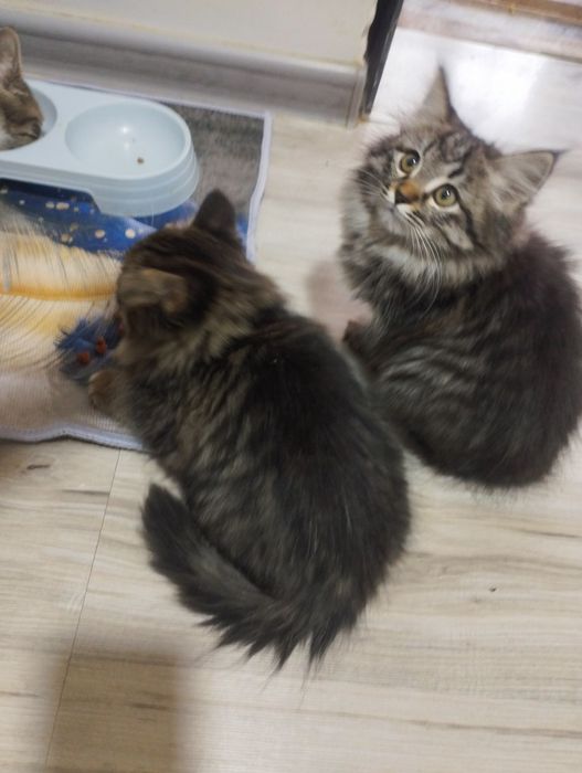 Отдадим котят две девочки.