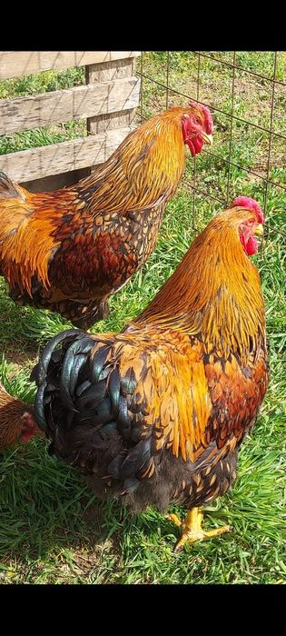 Vând găini Wyandotte și sussex