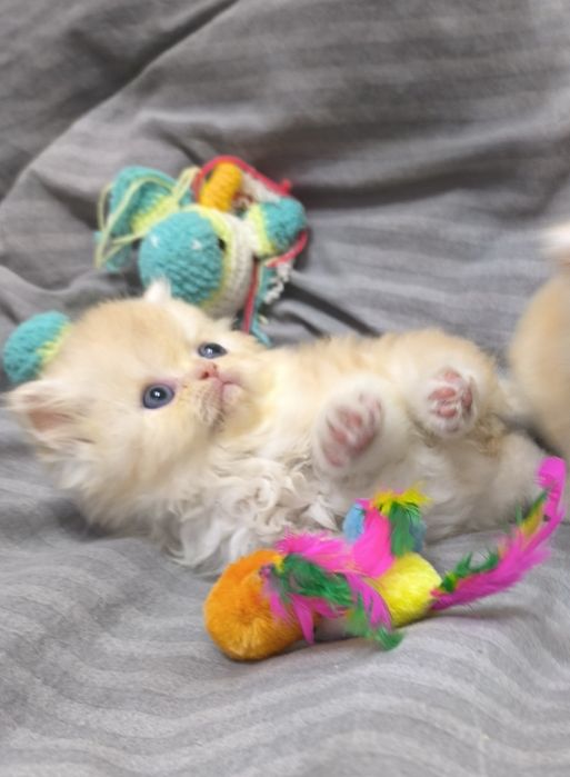 Персидские котята