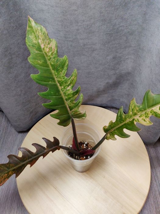 Филодендрон ( комнатное растение)