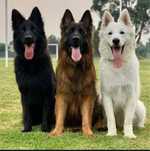 Ofer servicii de dresaj canin