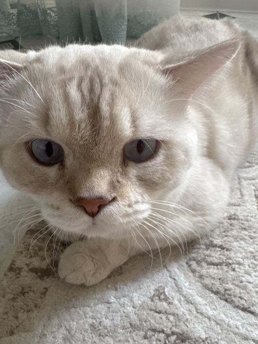 Кот 1 год некастрированный