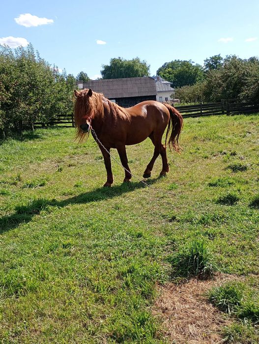 Cal de vanzare,preț negociabil