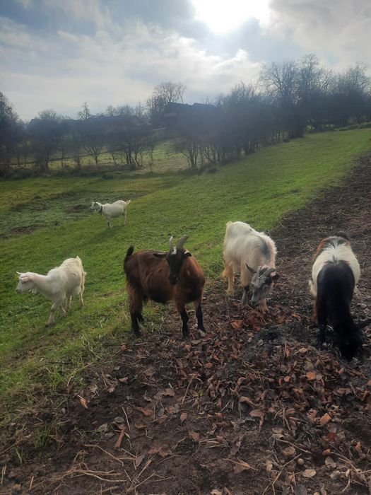 Capre si iede de vanzare!