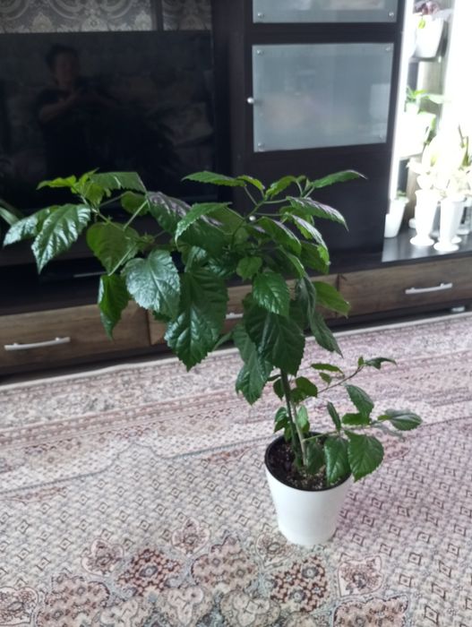 Продам продам продам