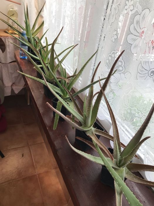 Vand Aloe Vera diferite dimensiuni
