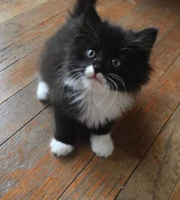 Siberiana de pădure