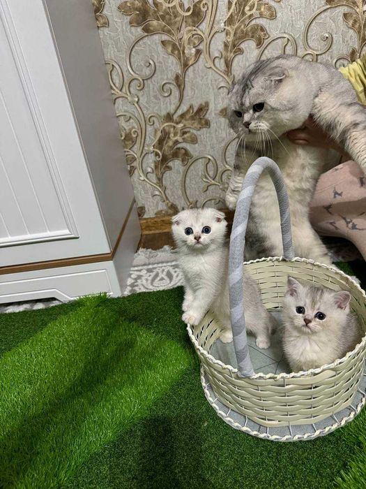 Продается котята