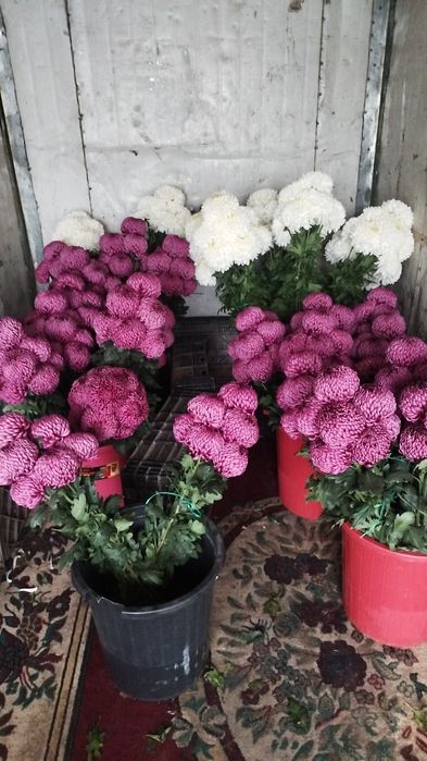 Хризантема срезочная