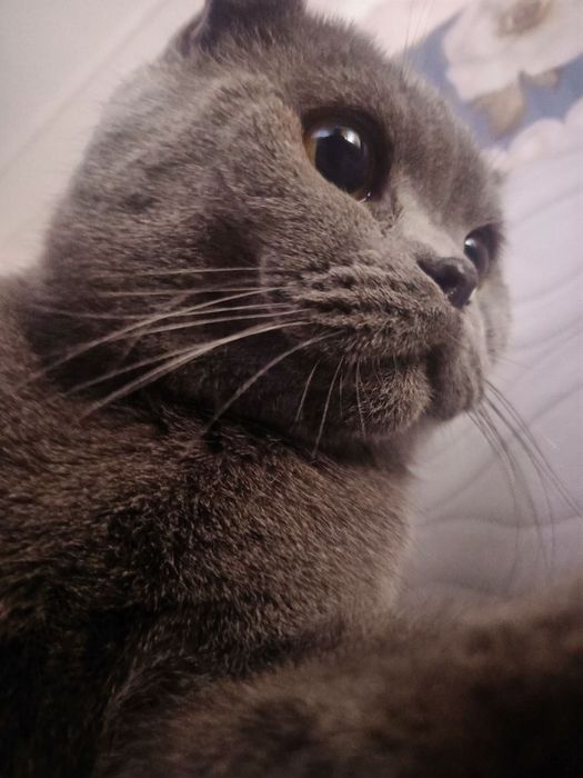 Вязка кота бесплатно