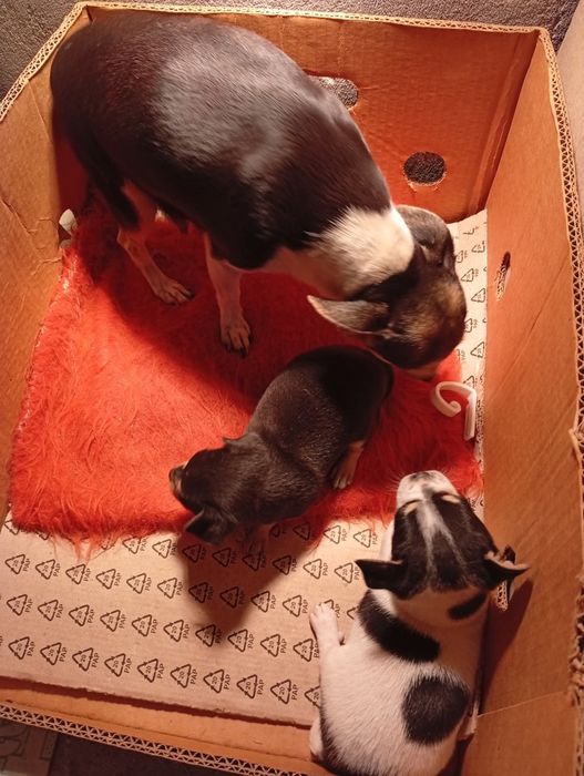 Продавам пинчери