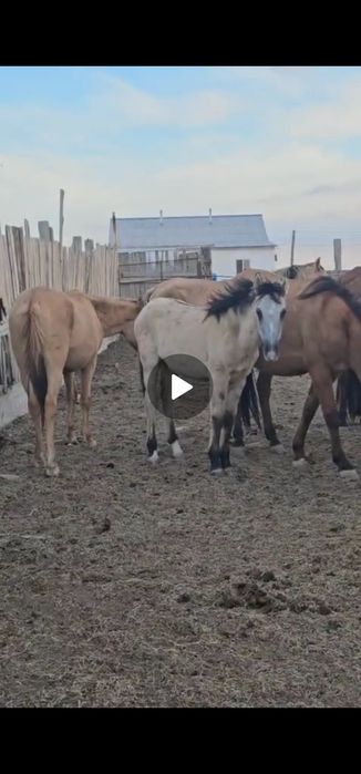 Ұрғашы жабағы сатылады. Шешесі мұғалжар