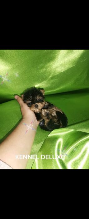 Йоркширски териер мини ЖЕНСКИ