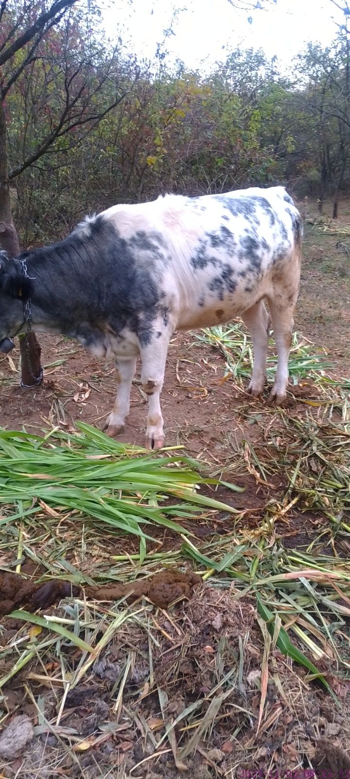 Vaca de vânzare albastru belgian