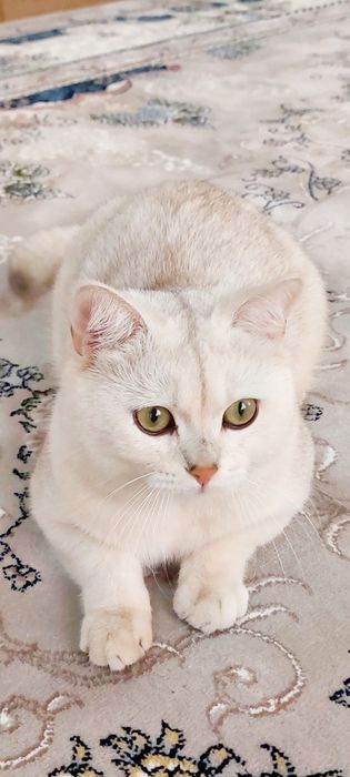 Вияска хизмати — Зотдор Бритиш Шиншилла эркак мушук