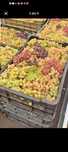 Struguri de vin feteasca regala resling alicote muscat de Ottonel