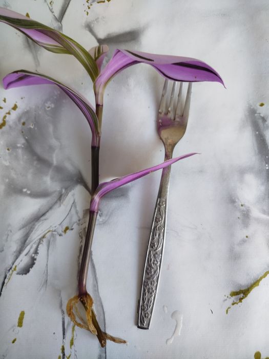 Продам  срезы традесканции Нанук