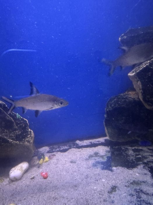 Мирный акулы продаются и плисосы