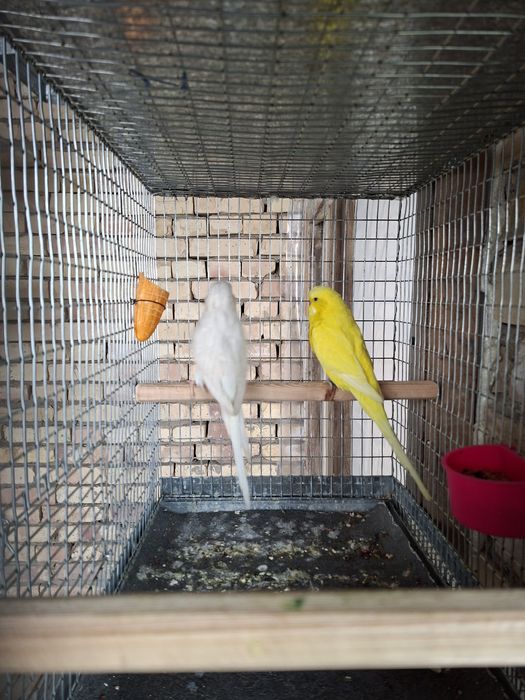 4 пара таёр андуфка спингиллар сотилади