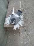 Vand porumbei de ornament