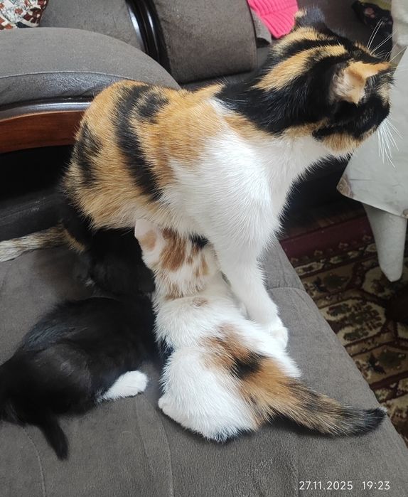 Ona bola mushuk TEKINGA