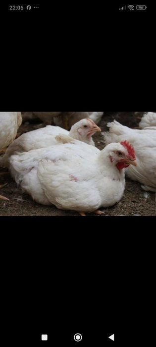 Товукчалар Сотилади