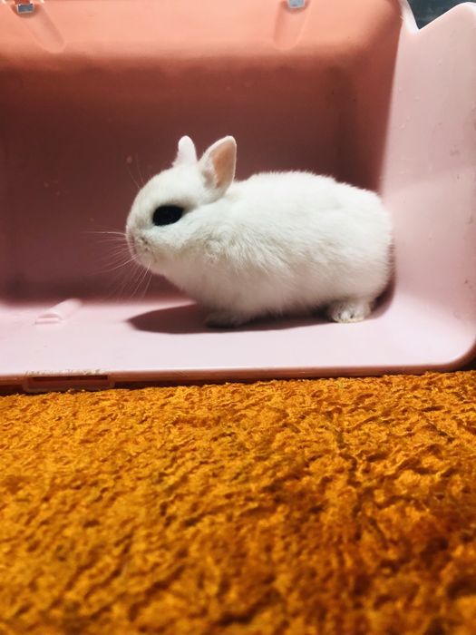 Karlik dekaretivni quyonchala sotiladi