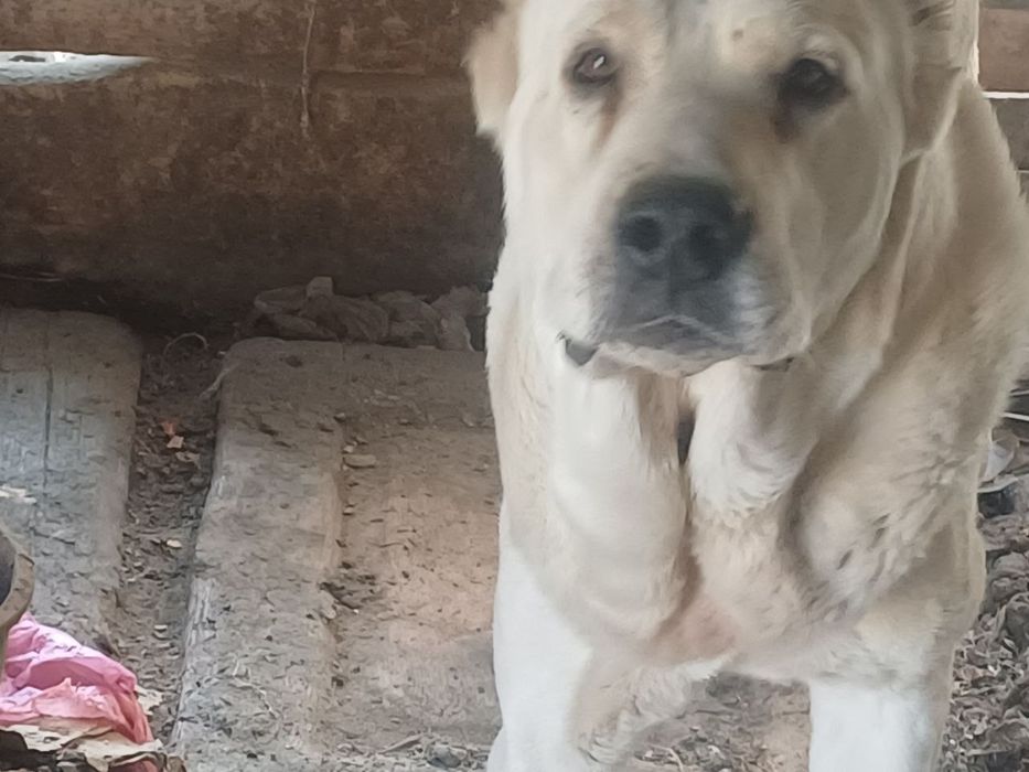 Alabae zotli it srochno sotiladi